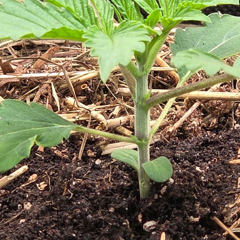 Sherbet  Queen growlog timeline photo