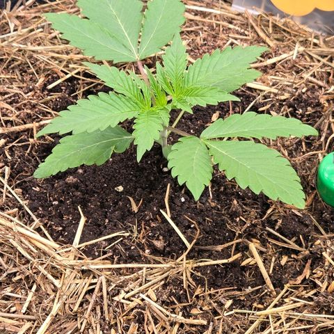 Sherbet  Queen growlog timeline photo