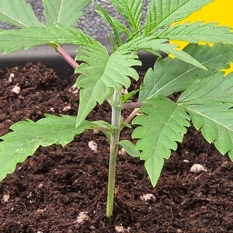 Mexican die Dritte growlog timeline photo