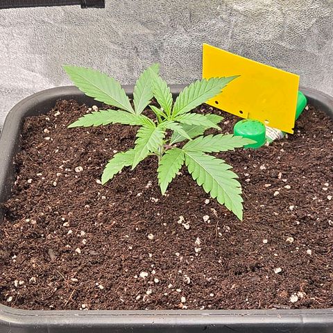 Mexican die Dritte growlog timeline photo
