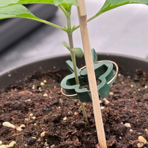 Jamaican Dream 3 growlog timeline photo