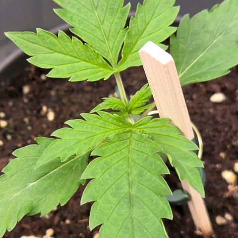 Jamaican Dream 3 growlog timeline photo