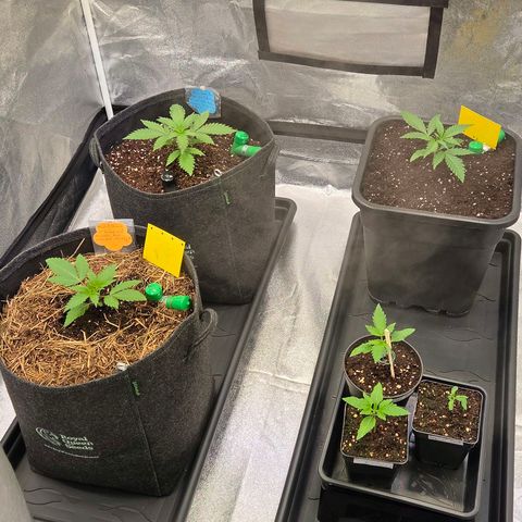 Jamaican Dream 3 growlog photo: Es mehren sich die größeren Töpfe. 