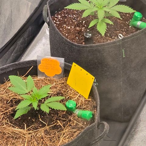 Sherbet  Queen growlog photo: Es mehren sich die größeren Töpfe. 