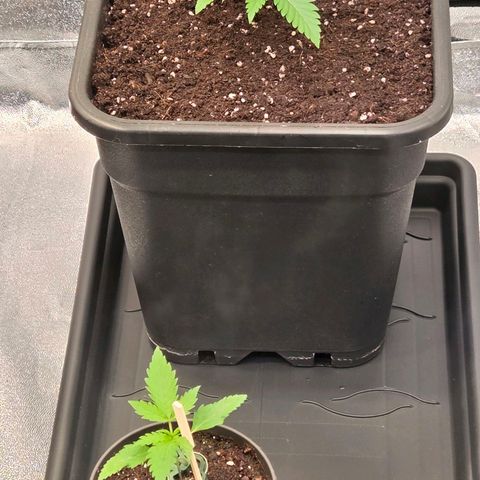 Jamaican Dream 3 growlog photo: Es mehren sich die größeren Töpfe. 