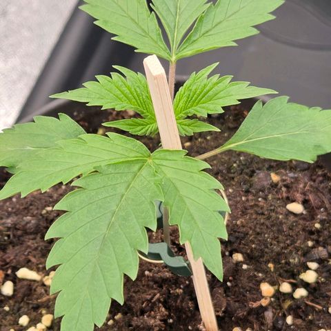 Jamaican Dream 3 growlog timeline photo