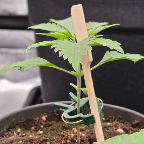 Jamaican Dream 3 growlog timeline photo