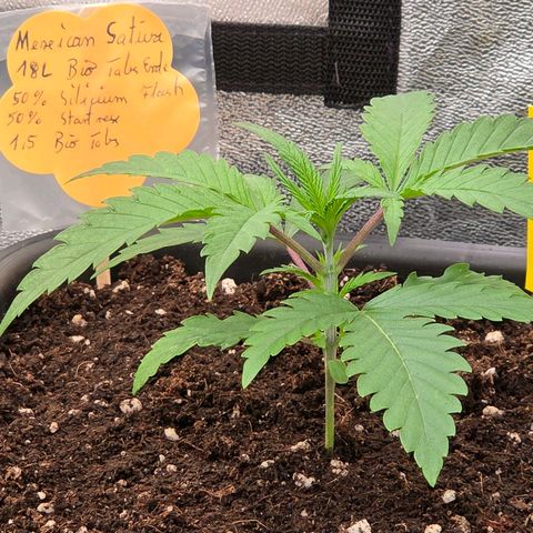 Mexican die Dritte growlog timeline photo