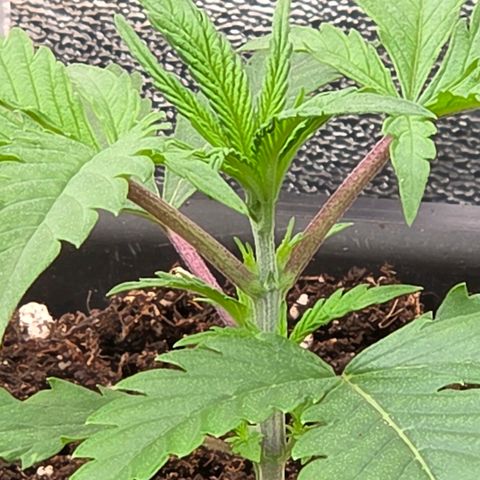 Mexican die Dritte growlog timeline photo