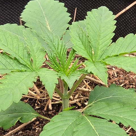 Sherbet  Queen growlog timeline photo