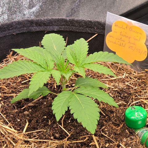 Sherbet  Queen growlog timeline photo