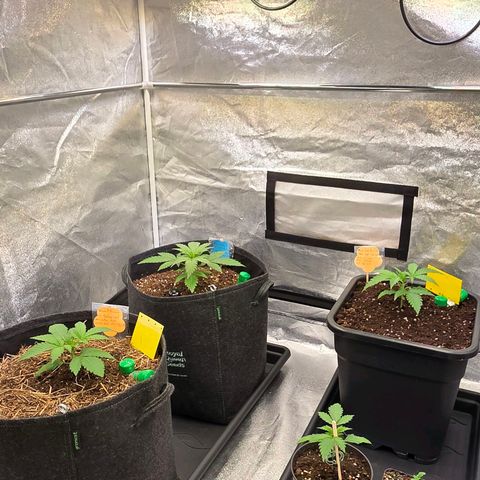 Jamaican Dream 3 growlog photo: Es läuft und sie wachsen !