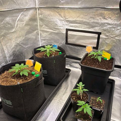 Sherbet  Queen growlog photo: Es läuft und sie wachsen !
