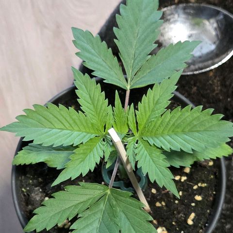 Jamaican Dream 3 growlog timeline photo