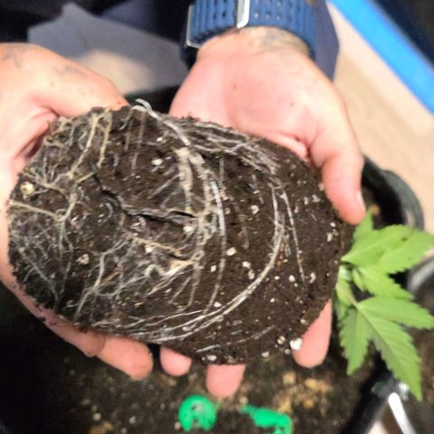 Jamaican Dream 3 growlog timeline photo
