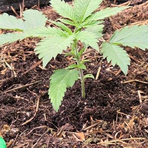 Jamaican Dream 3 growlog timeline photo