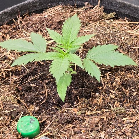Jamaican Dream 3 growlog timeline photo
