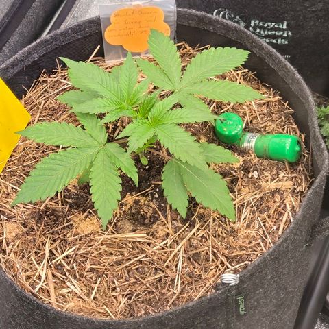 Sherbet  Queen growlog timeline photo