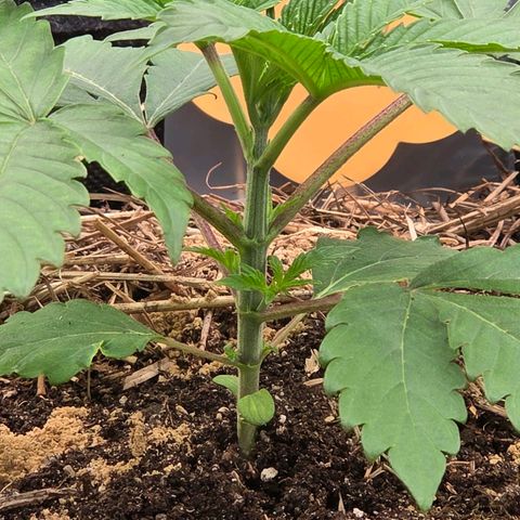 Sherbet  Queen growlog timeline photo