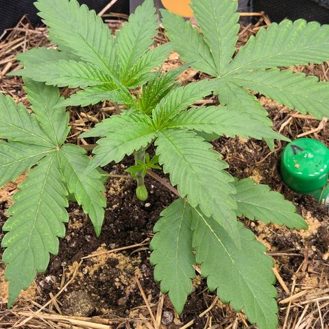 Sherbet  Queen growlog timeline photo