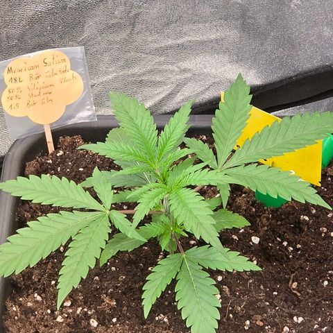 Mexican die Dritte growlog timeline photo