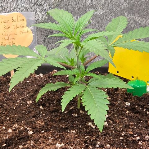 Mexican die Dritte growlog timeline photo