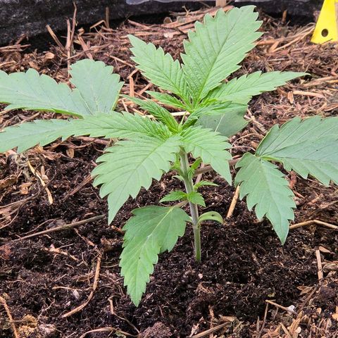 Jamaican Dream 3 growlog timeline photo
