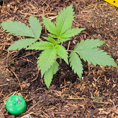 Jamaican Dream 3 growlog timeline photo