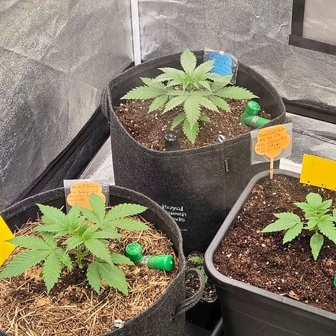 Jamaican Dream 3 growlog photo: Nun sind alle im Endtopf u die 2 vorderen Living Soil u die hinteren Bio Tabs.
