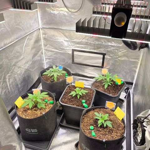 Sherbet  Queen growlog photo: Nun sind alle im Endtopf u die 2 vorderen Living Soil u die hinteren Bio Tabs.