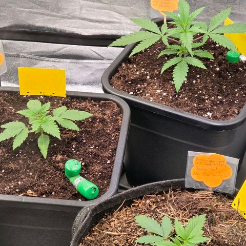 Jamaican Dream 3 growlog photo: Nun sind alle im Endtopf u die 2 vorderen Living Soil u die hinteren Bio Tabs.