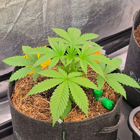 Sherbet  Queen growlog timeline photo