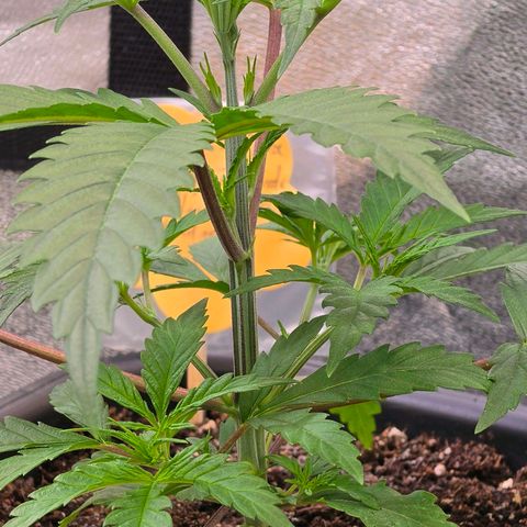 Mexican die Dritte growlog timeline photo