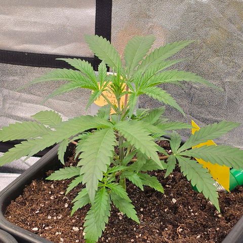 Mexican die Dritte growlog timeline photo