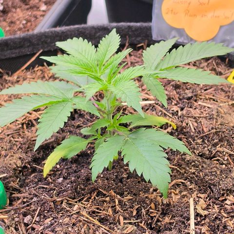 Jamaican Dream 3 growlog timeline photo