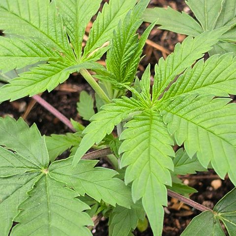 Jamaican Dream 3 growlog timeline photo