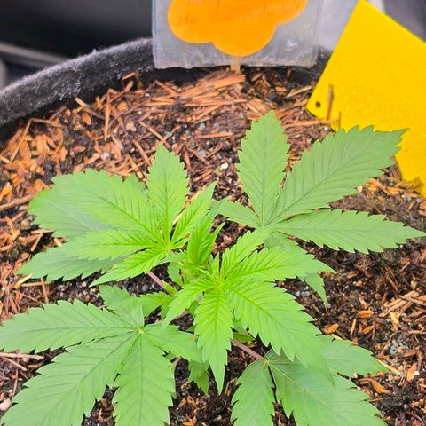Jamaican Dream 3 growlog timeline photo