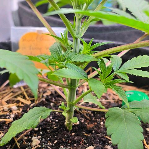 Sherbet  Queen growlog timeline photo