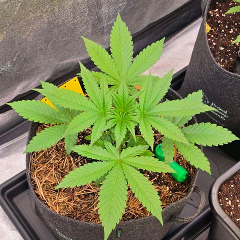 Sherbet  Queen growlog timeline photo