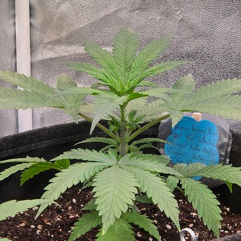 Sherbet  Queen growlog timeline photo