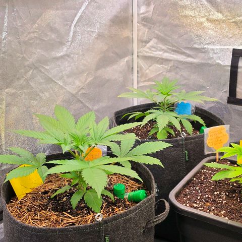 Sherbet  Queen growlog timeline photo