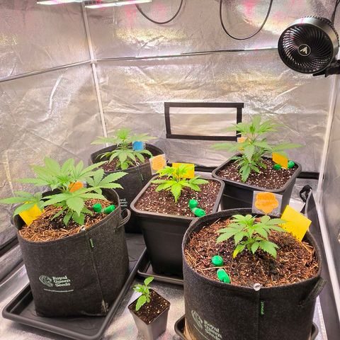 Jamaican Dream 3 growlog timeline photo