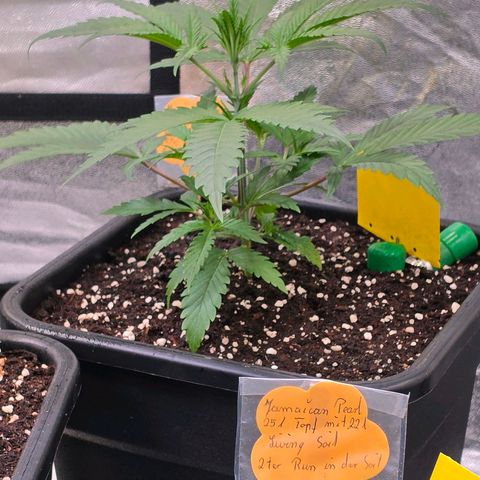 Jamaican Dream 3 growlog timeline photo