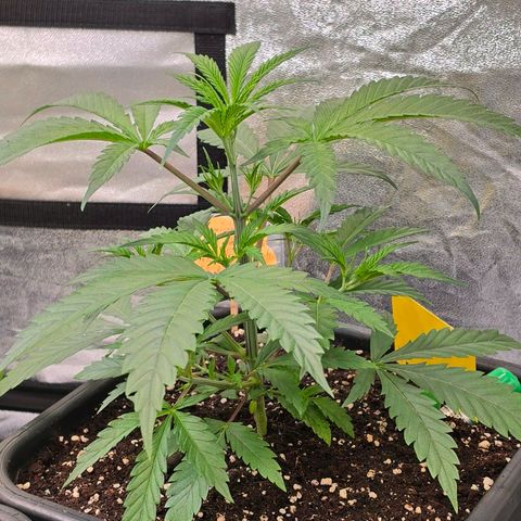 Mexican die Dritte growlog photo: Sie muss ich Toppen 