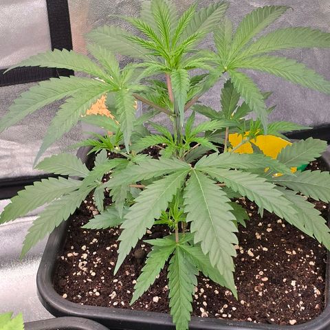 Mexican die Dritte growlog photo: Sie muss ich Toppen 