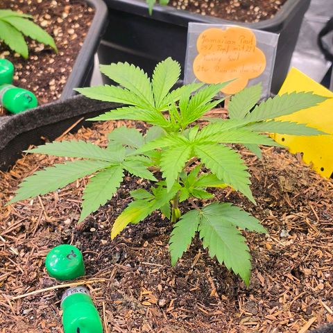 Jamaican Dream 3 growlog photo: Hier muss eine Bio Tab dazu