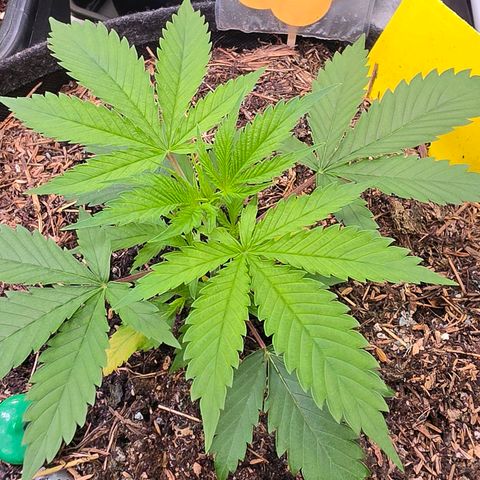 Jamaican Dream 3 growlog photo: Hier muss eine Bio Tab dazu