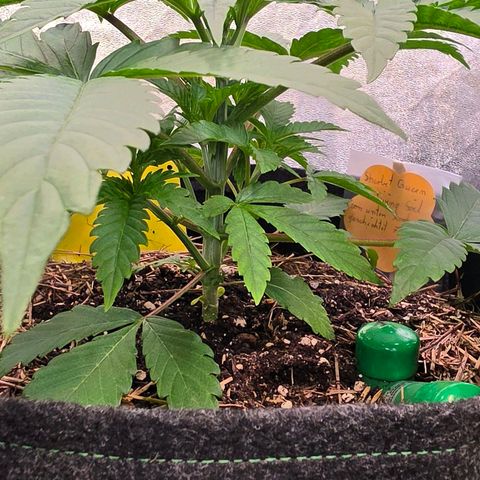 Sherbet  Queen growlog photo: Sie in der auf gedüngten sehr lang geruhten Living Soil entwickelt sich am kräftigsten