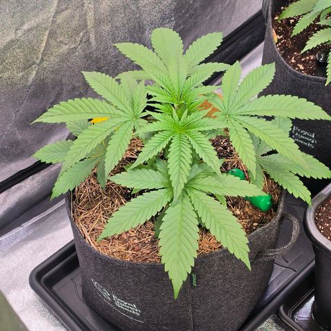 Sherbet  Queen growlog photo: Sie in der auf gedüngten sehr lang geruhten Living Soil entwickelt sich am kräftigsten