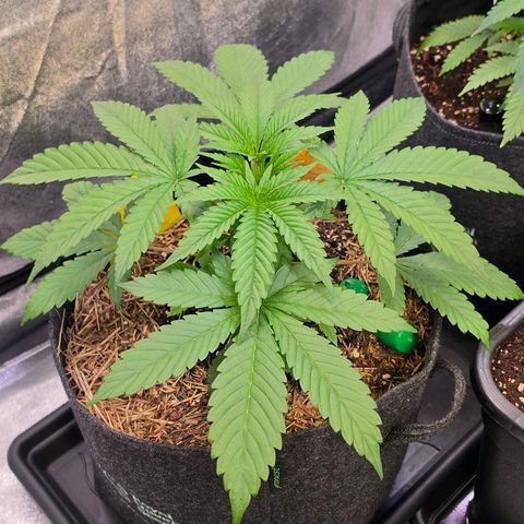 Sherbet  Queen growlog photo: Sie in der auf gedüngten sehr lang geruhten Living Soil entwickelt sich am kräftigsten